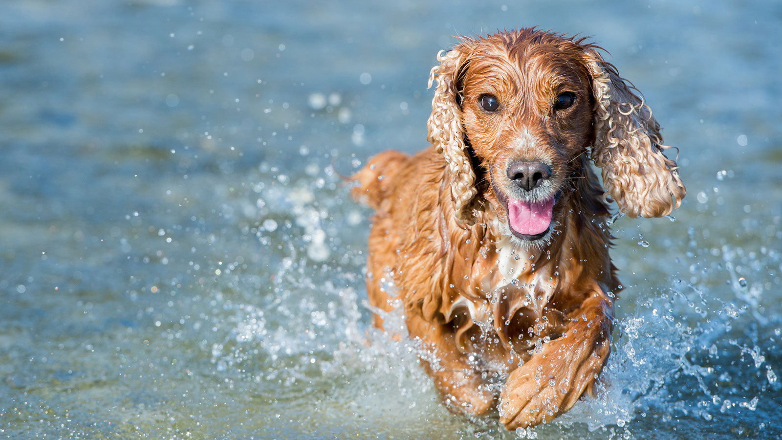 Rainy Adventures: How to Towel Dry Your Dog without Going Barking Mad!