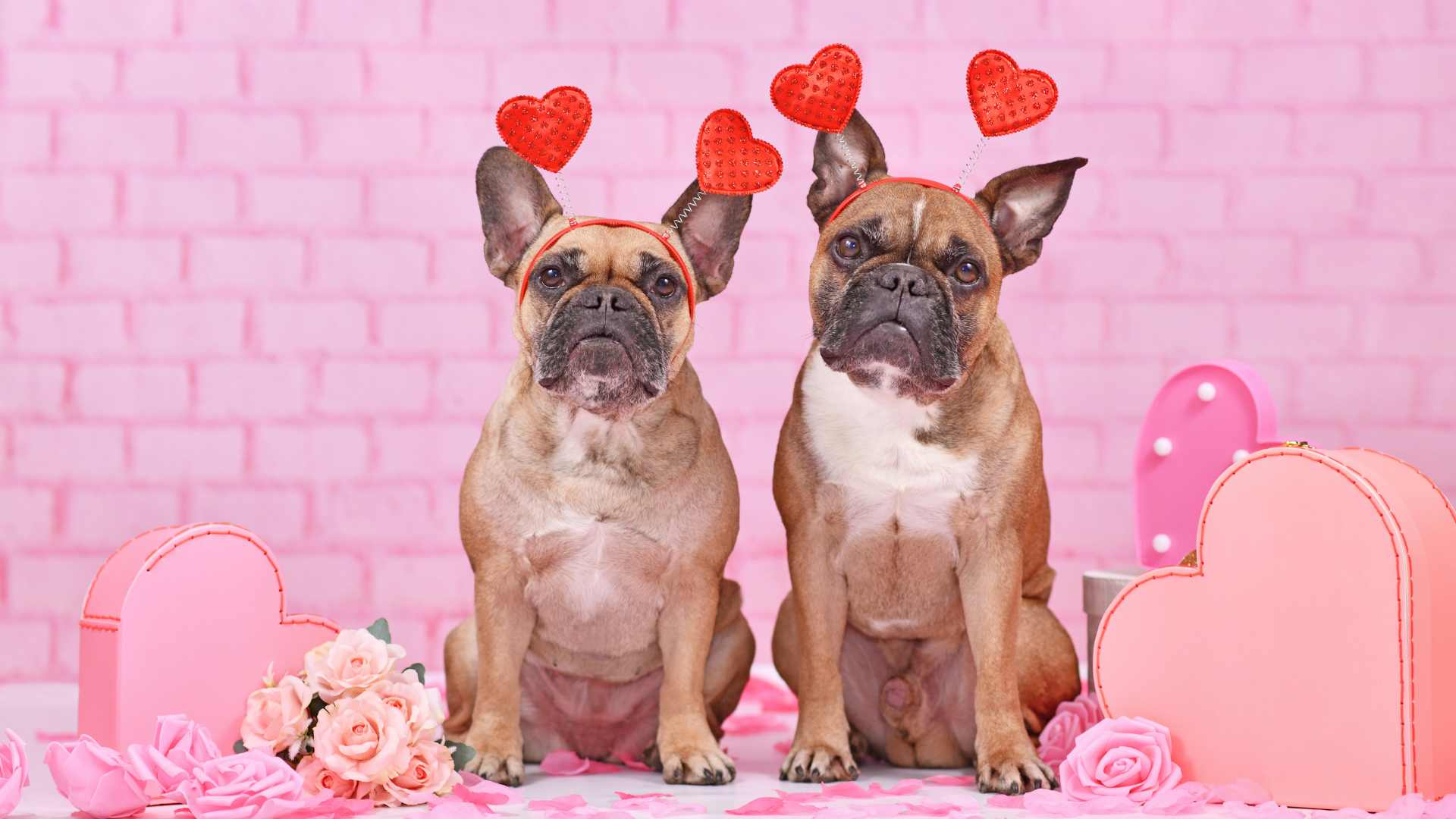 Pawsitively Adorable: A Fetching Collection of Doggy Love Jokes for Valentine's Day