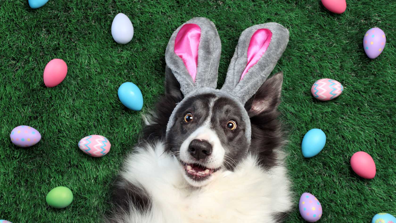 Dog Treat Recipes for a Barkingly Good Easter Weekend