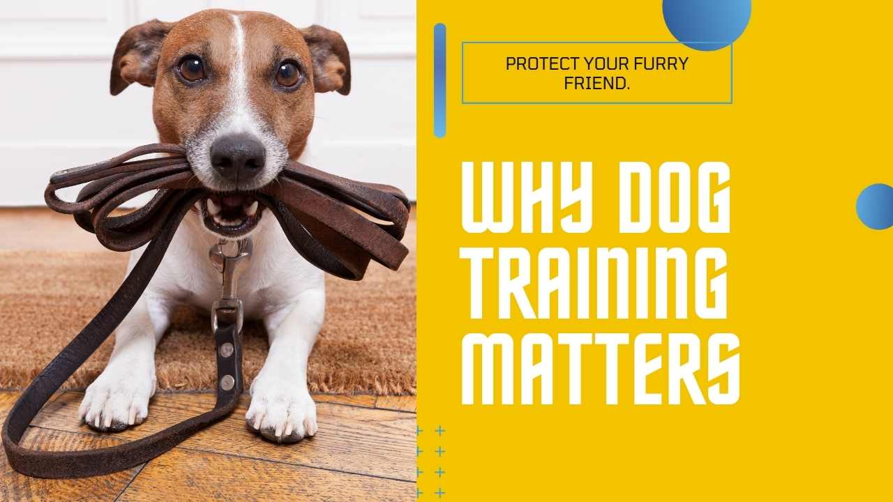 Why Dog Training Matters  - With Holly and Hugo