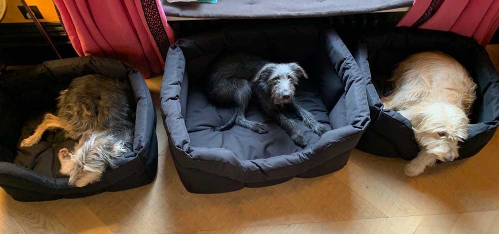 Happy Customers and Their Brand New Dog Beds