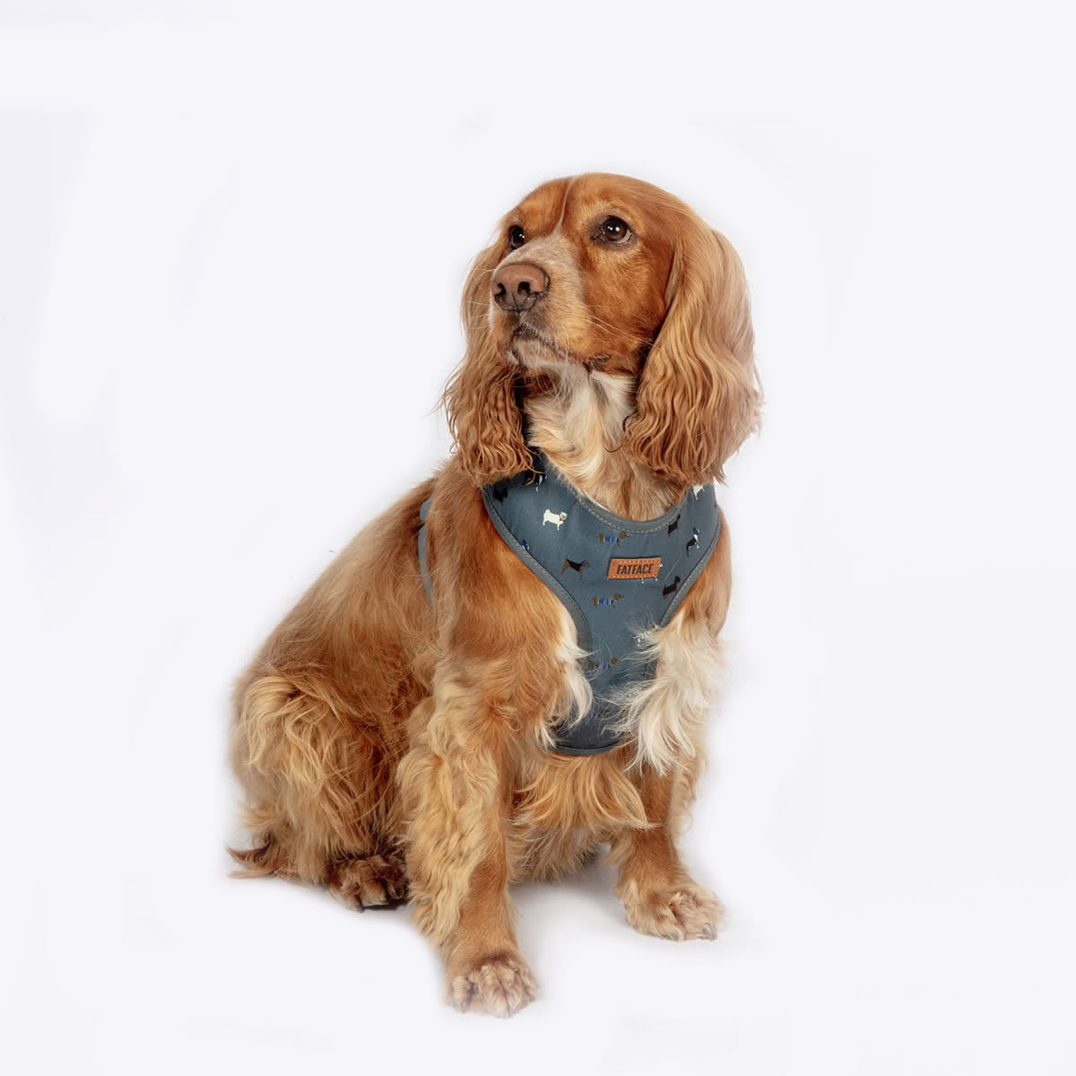 FatFace Marching Dogs Harness