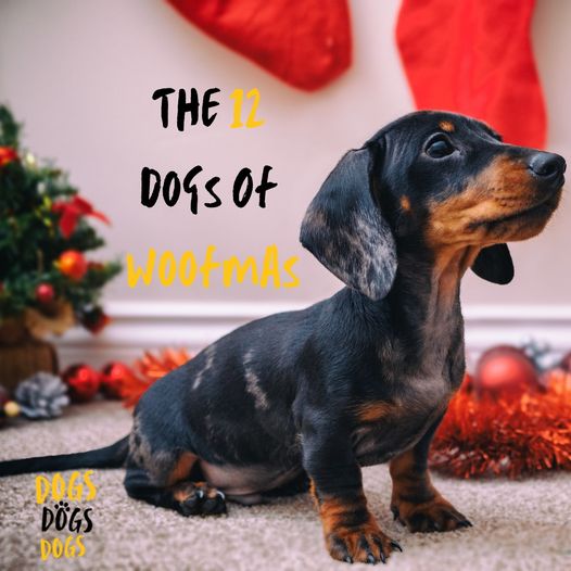 12 Dogs of Woofmas - The Dachshund
