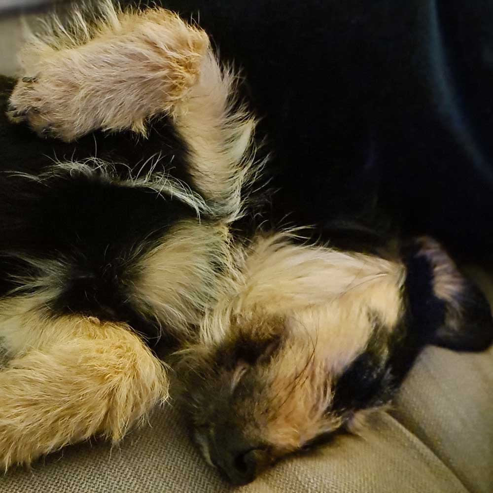 The Puppy Diaries - Hulas first few weeks at her new home