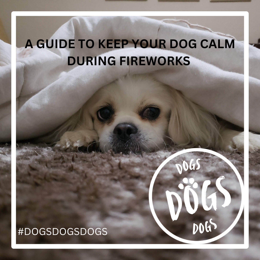 How to Keep Your Dog Calm During Fireworks: A Guide for Guy Fawkes and Diwali 2024