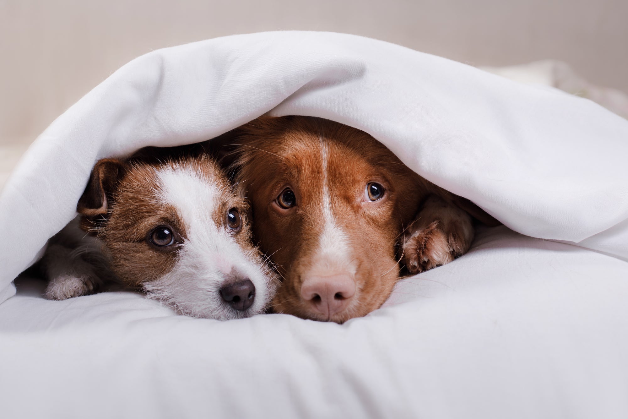 How to choose the right bed for your dog?