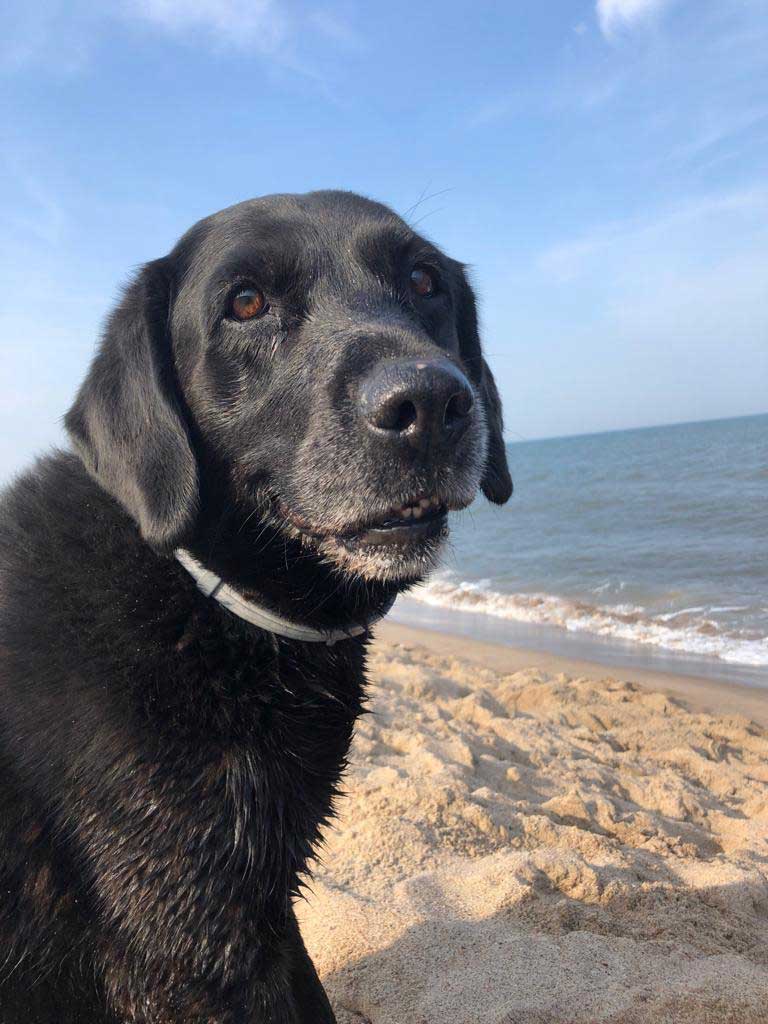 Berry's Top Five Dog Walks in Dorset