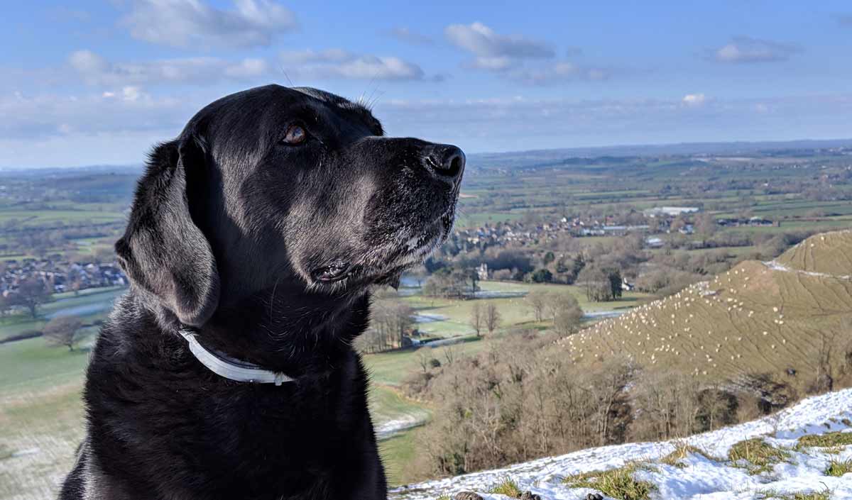 Berry and Holly Enjoy the Winter Sun