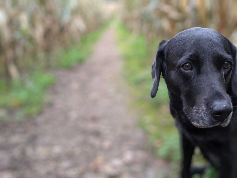 Berry Finds out about Maize as a cover crop and friends