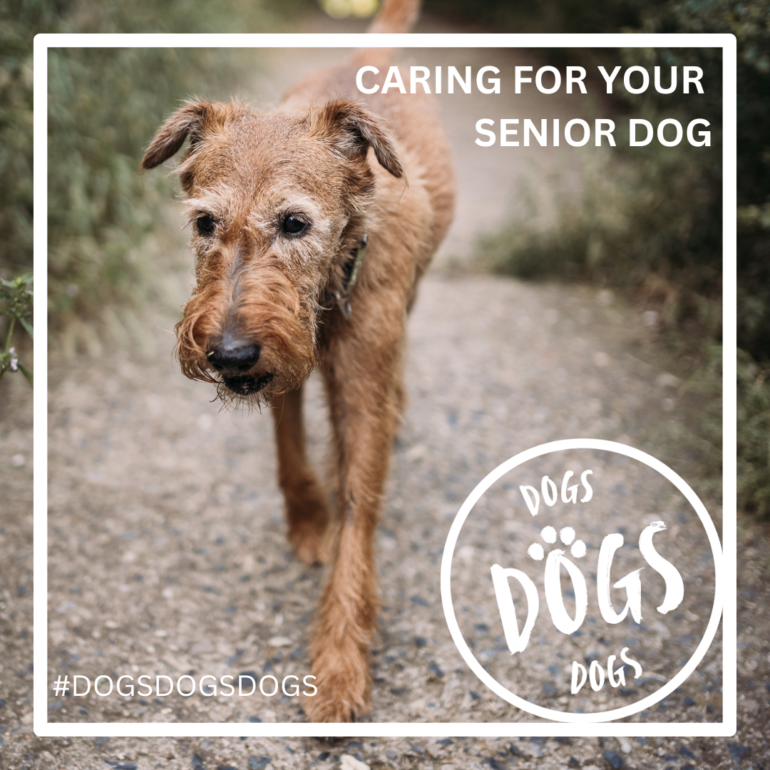 Caring for your senior dog blog post