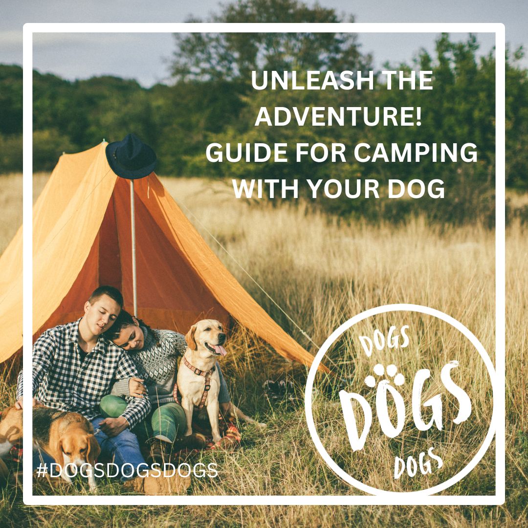 What to pack for camping with your dog UK
