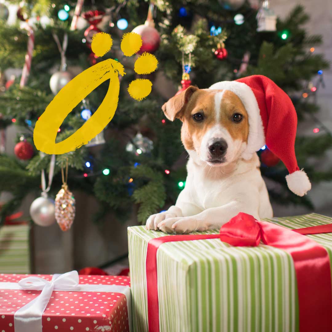 What to get your dog for Christmas
