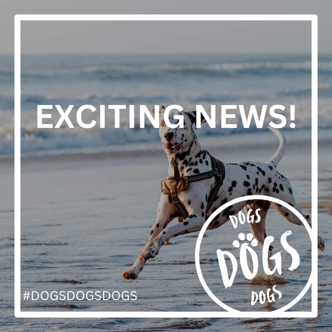 Keep Your Car Dry and Clean on Your Next Beach Trip with Your Pup!