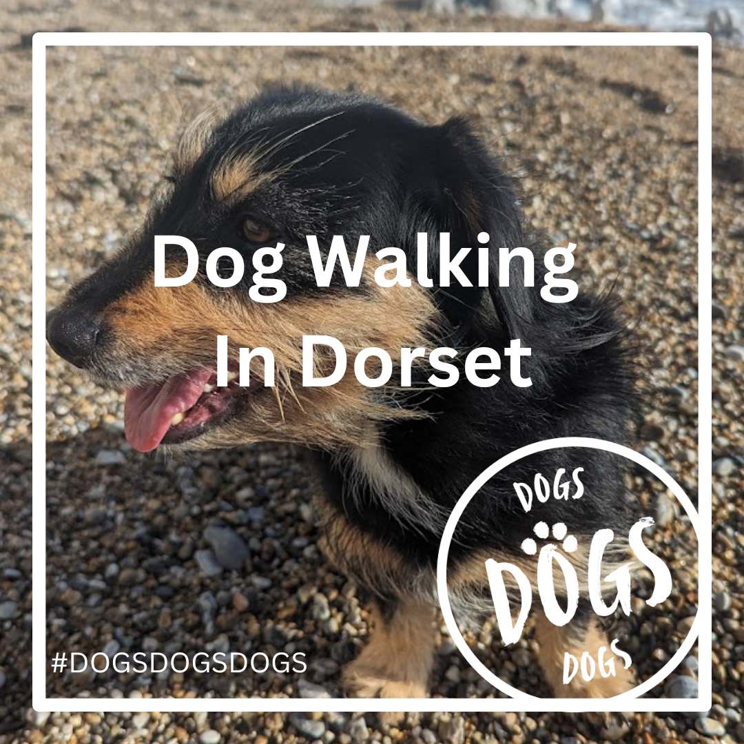 Spring Dog Walks in Dorset
