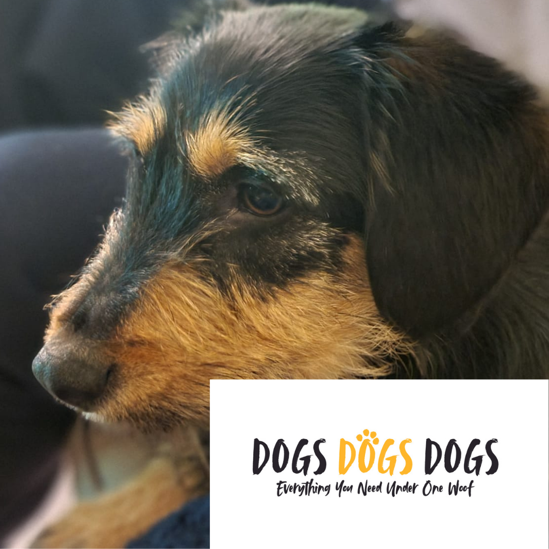 Are Dachshunds good pets?