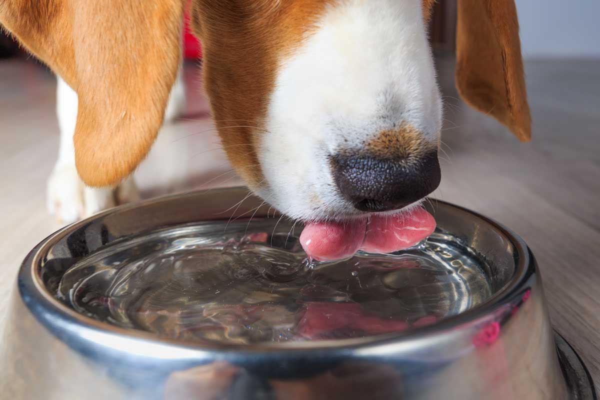 The Importance of Keeping Your Dog Hydrated
