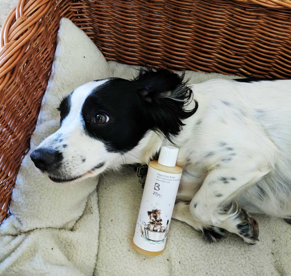Digby Dog Wash Arrives at Dogs Dogs Dogs