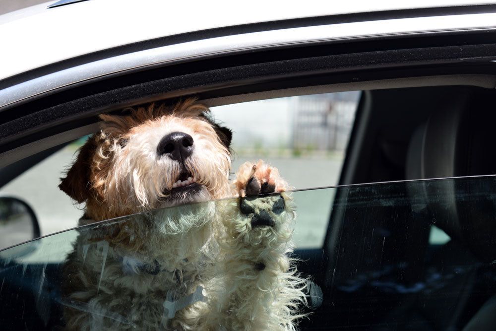 Don't leave dogs in hot cars
