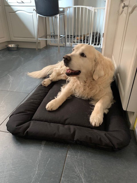Dexter the Golden Retriever on his Country Dog Crate Pad