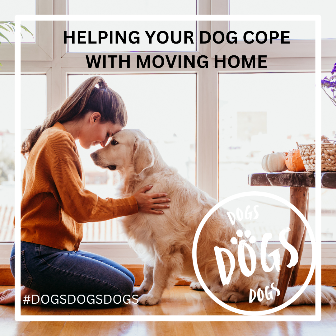 Helping your dog cope with moving home