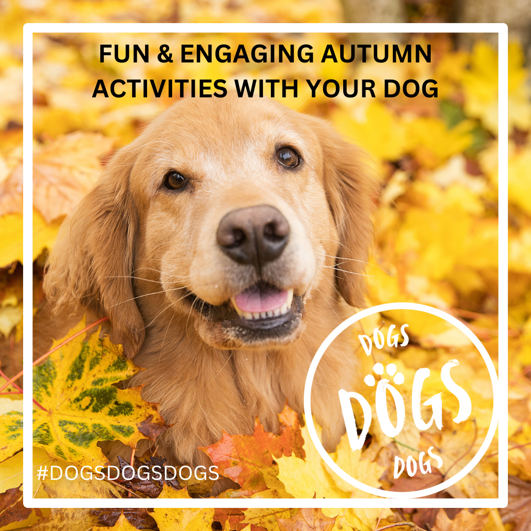 Fun and engaging autumn activities with your dog 