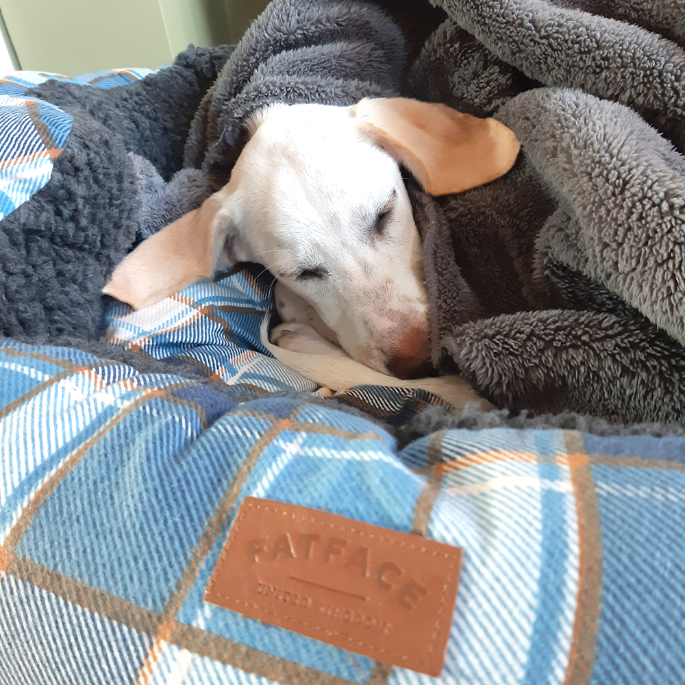 The Puppy Diaries - Getting a good night's sleep in a fashionable bed!