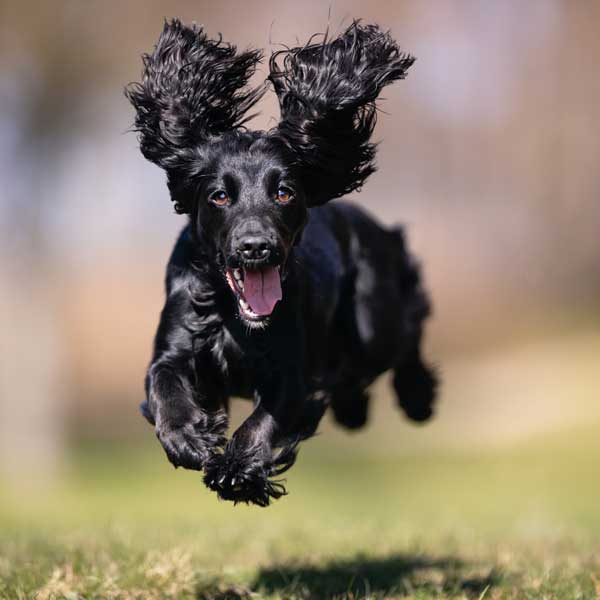 You know you are a Spaniel Owner when...