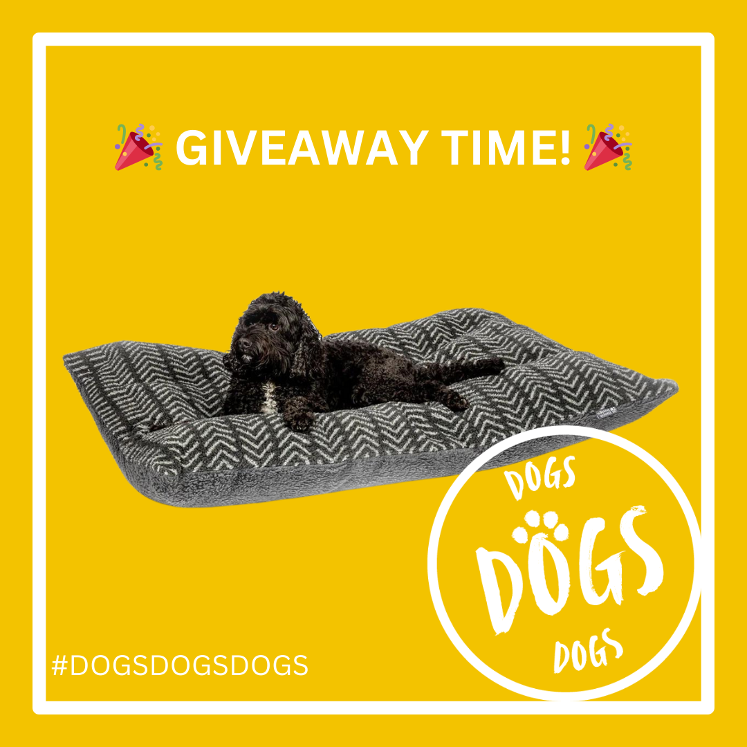 Dogs Dogs Dogs Competition giveaway dog bed