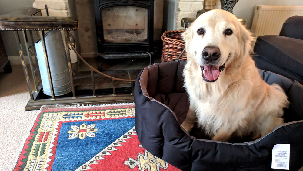 It's a dog's life - The lighthouse, the Dog Hotel and a Children's Dog Bed