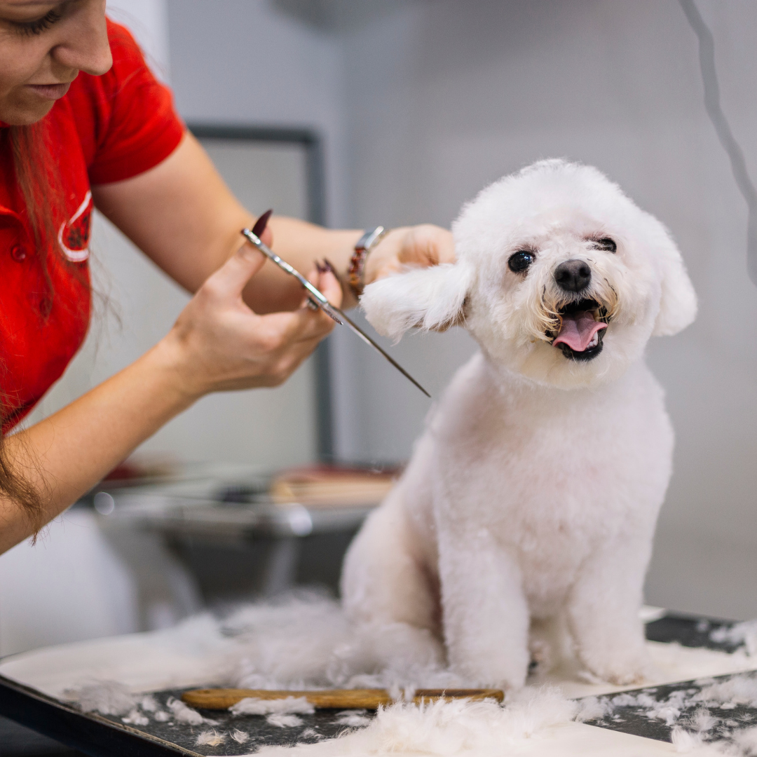 Dog Groomers in the South West