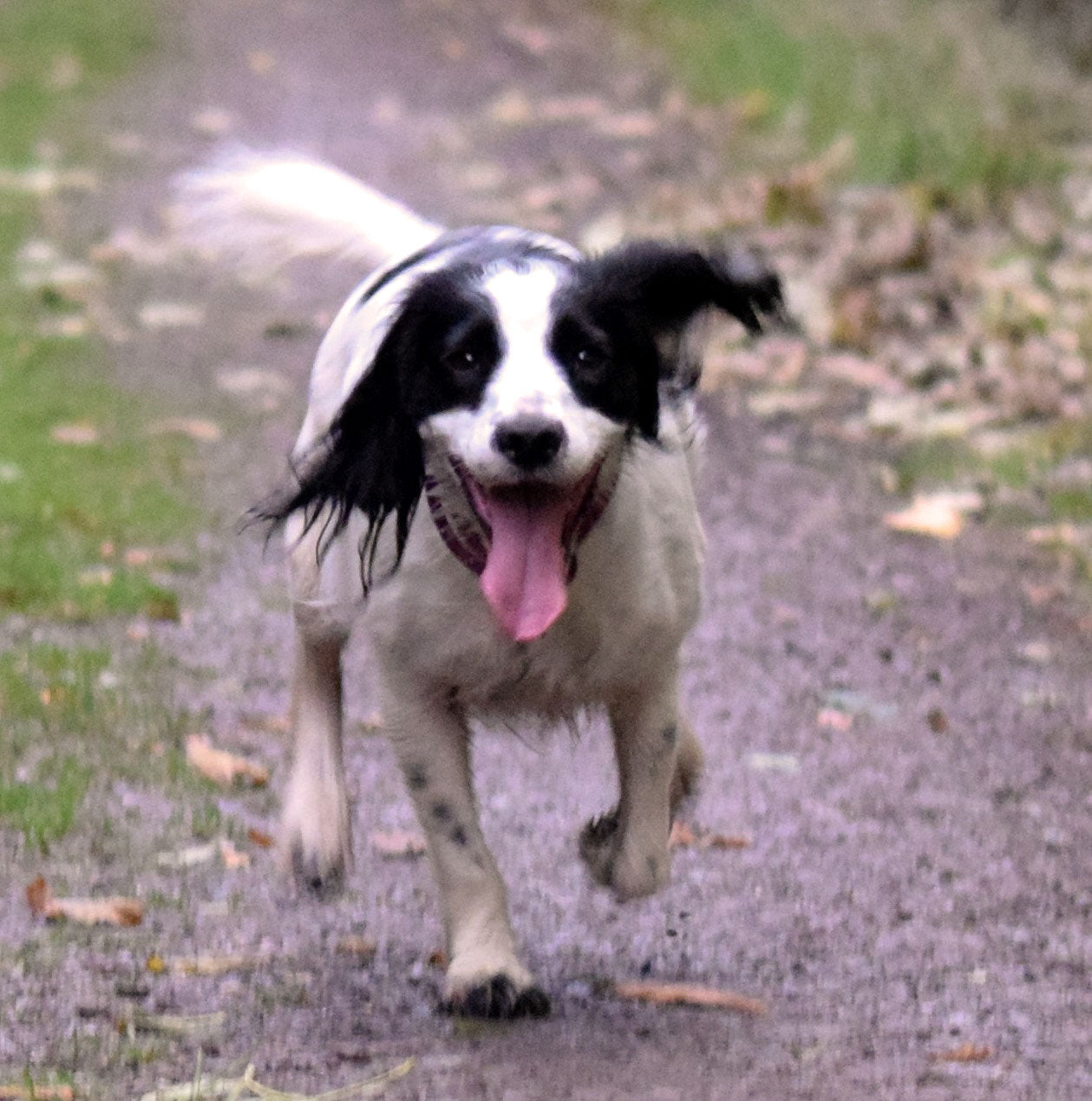 Introducing the Dogs Dogs Dogs Quality Assurance Team (Holly)