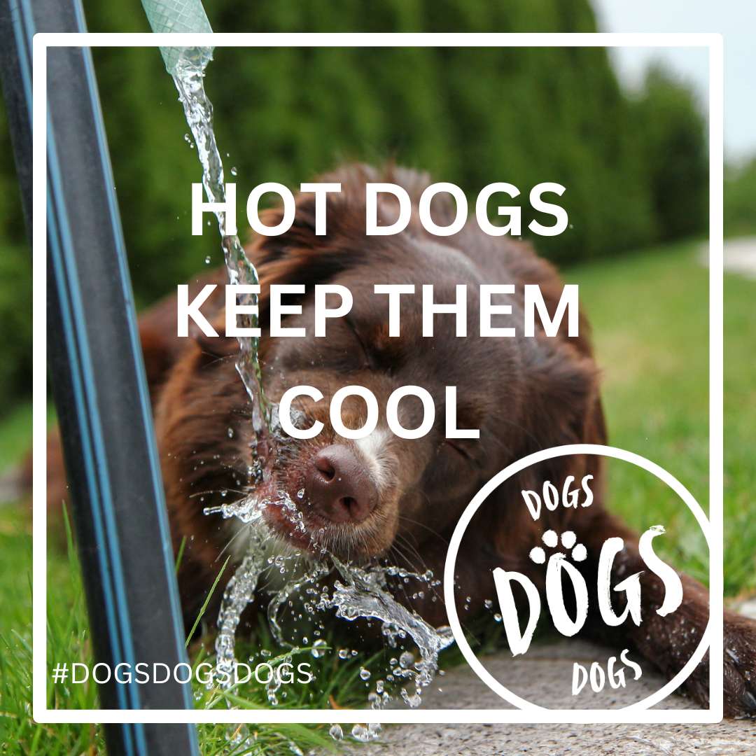 Keep dogs cool outside cheap
