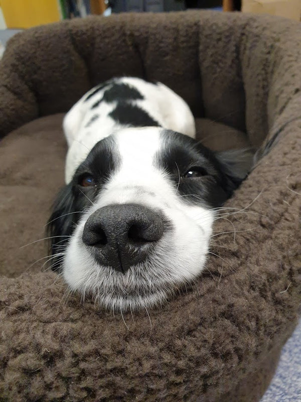 How long does a dog bed last (and other useful questions)