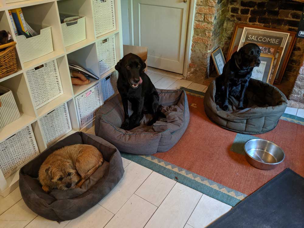 How a dog chooses a dog bed