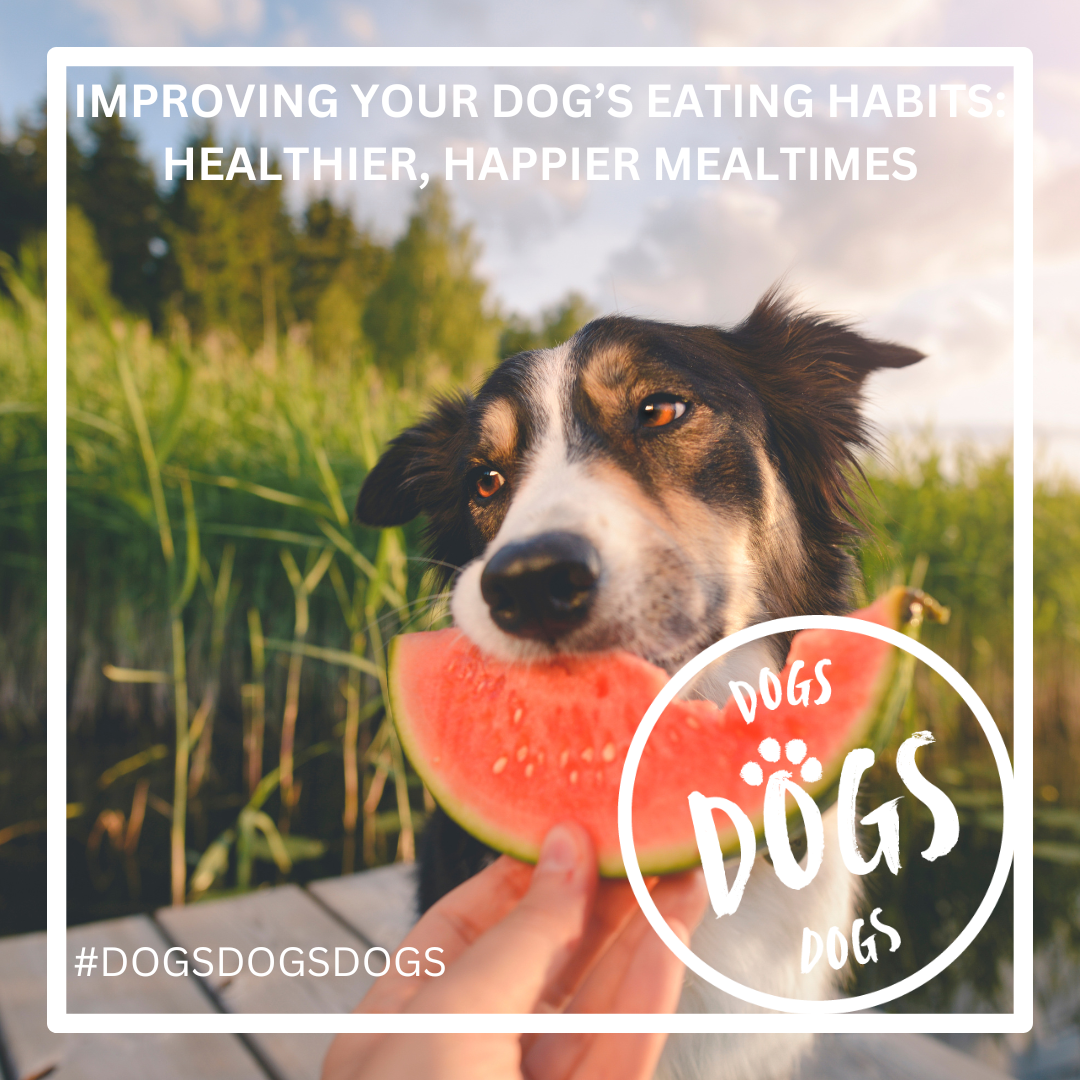 Improving Your Dog’s Eating Habits: Healthier, Happier Mealtimes