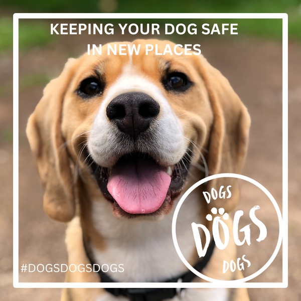 Curated visual reference: Keeping Your Dog Safe In New Places A Guide For Photo Inspiration