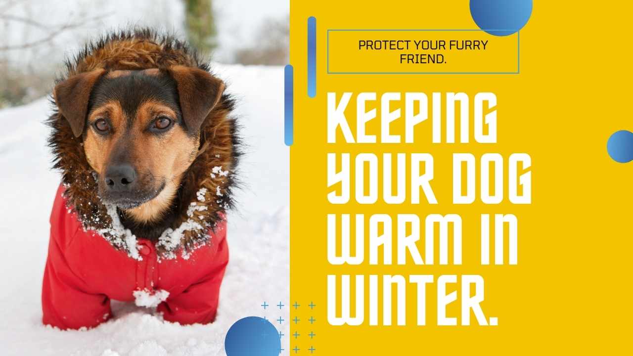 Winter is coming - How to keep your Doggy Warm