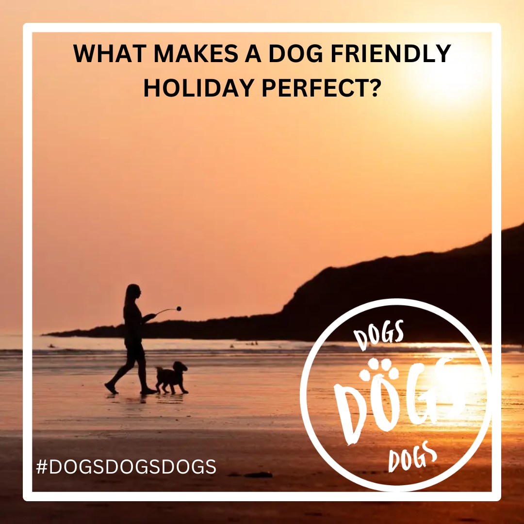 What Makes a Dog-Friendly Holiday Perfect?
