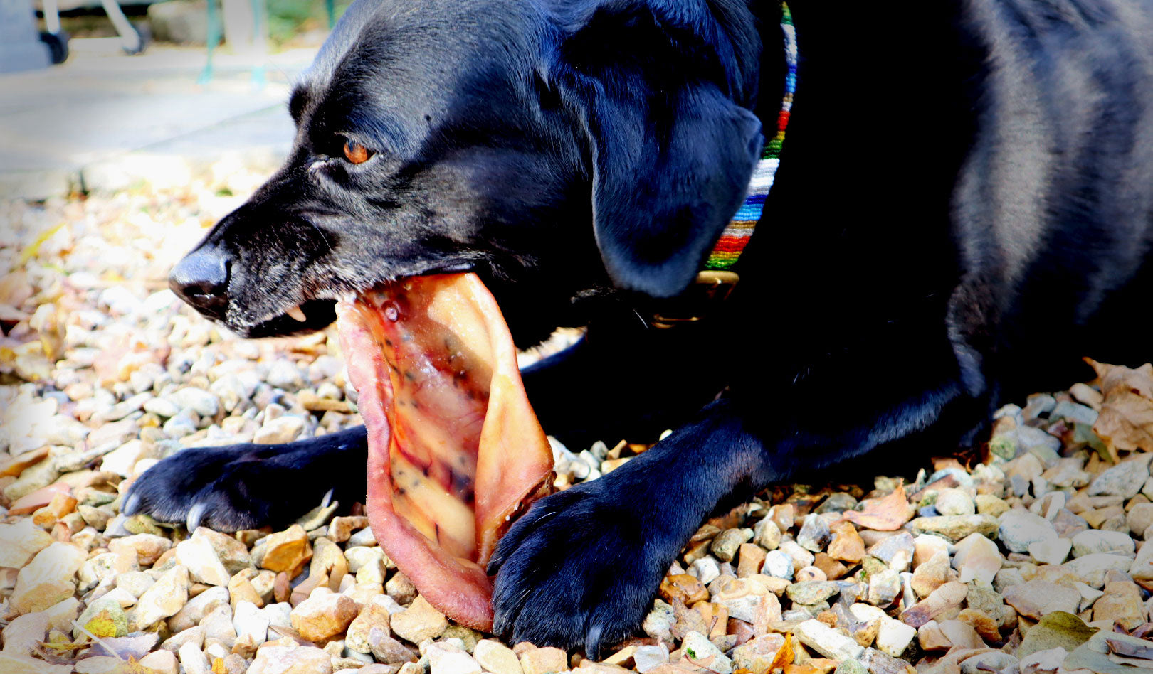 CTD (Chief Dog Tester) Making a Pigs Ear of Breakfast