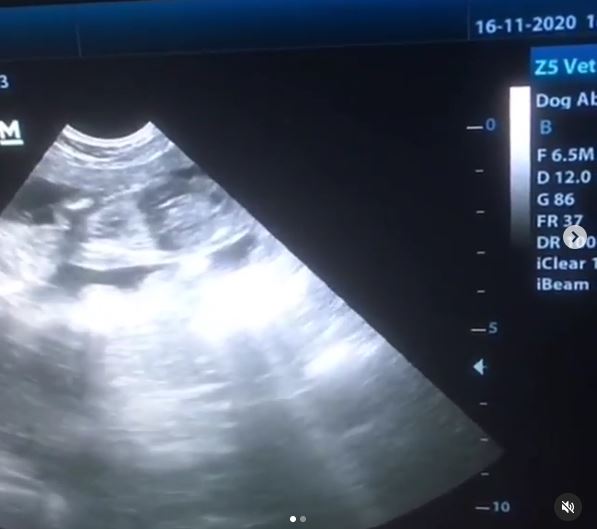 Pregnacy Tails - Holly is expecting...