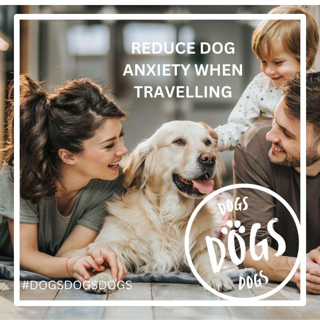 How to reduce anxiety in your dog when travelling A Guide for Dog Lov