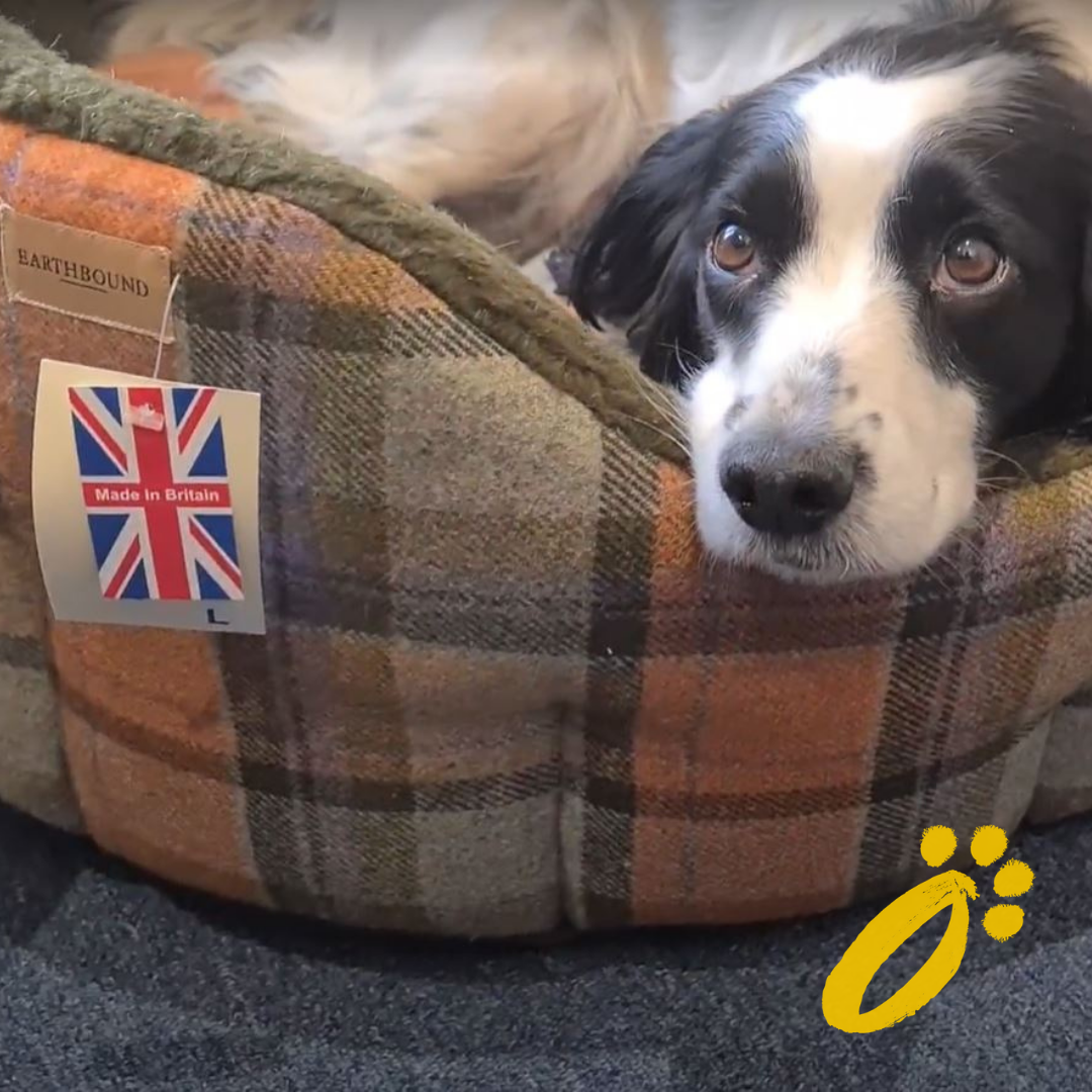 Choosing a Dog Bed for a Working Cocker Spaniel