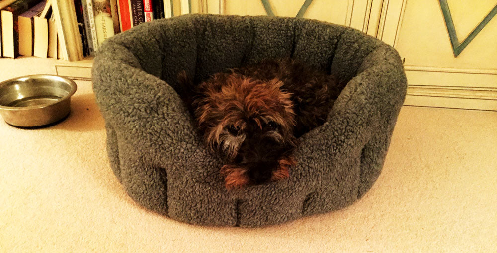 Scottish Terrier in his new sherpa fleece soft dog bed