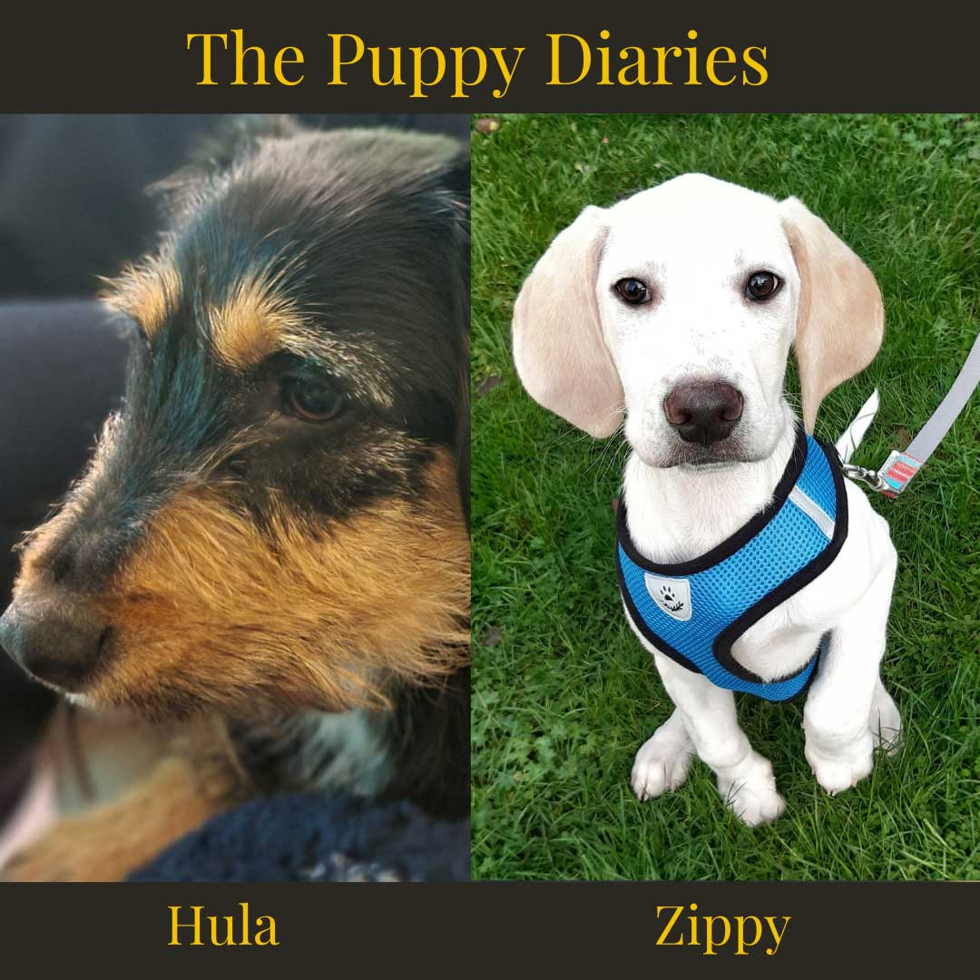 The Puppy Diaries