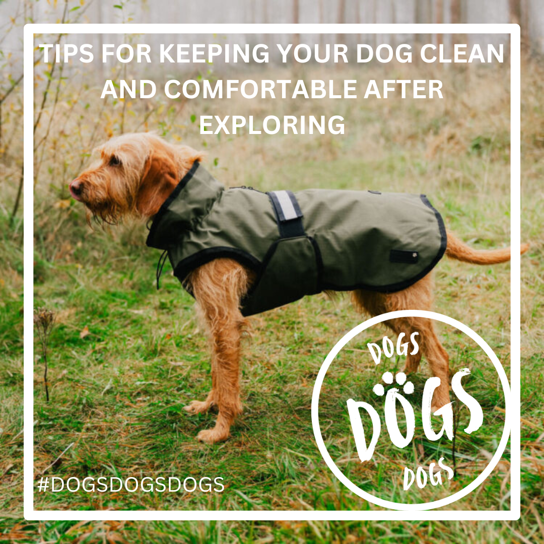 Tips for Keeping Your Dog Clean and Comfortable After Exploring