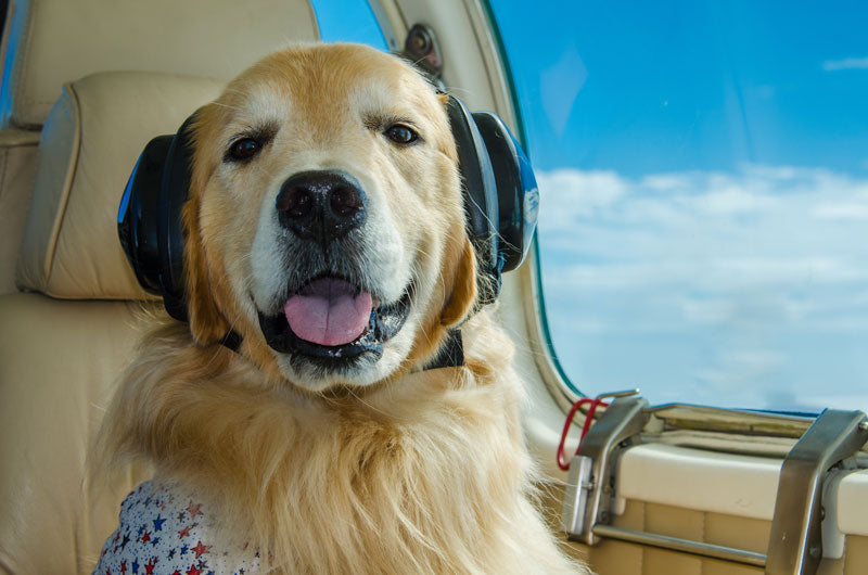 Travelling Abroad with your Dog