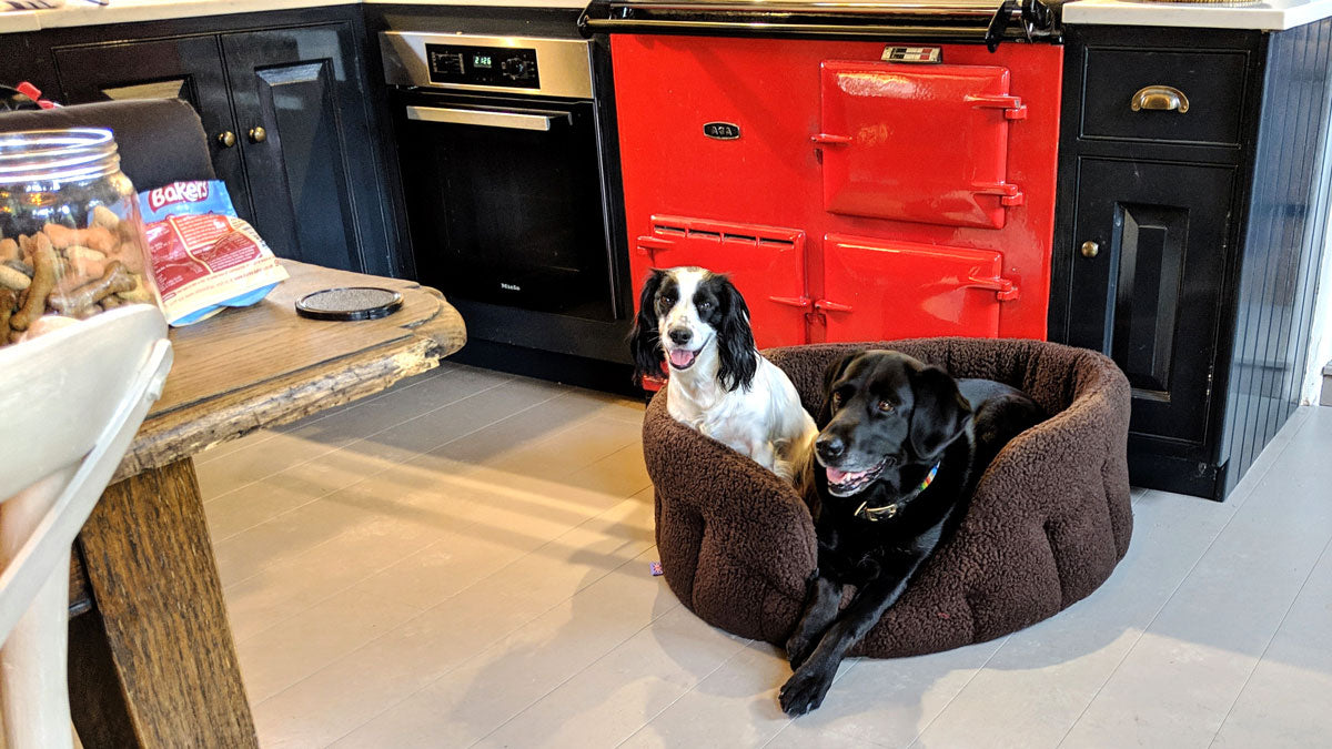 It's a Dog's Life - Modelling Dog Beds with our Friends
