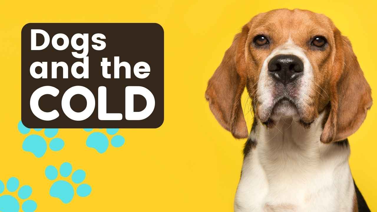 Understanding How Dogs Cope with Cold Weather