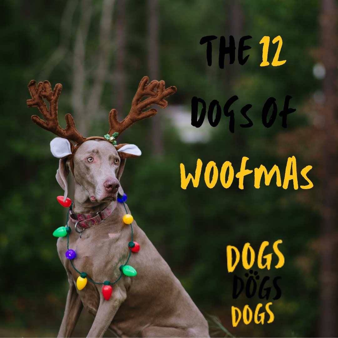 The 12 Dogs of Woofmas - Weimaraner