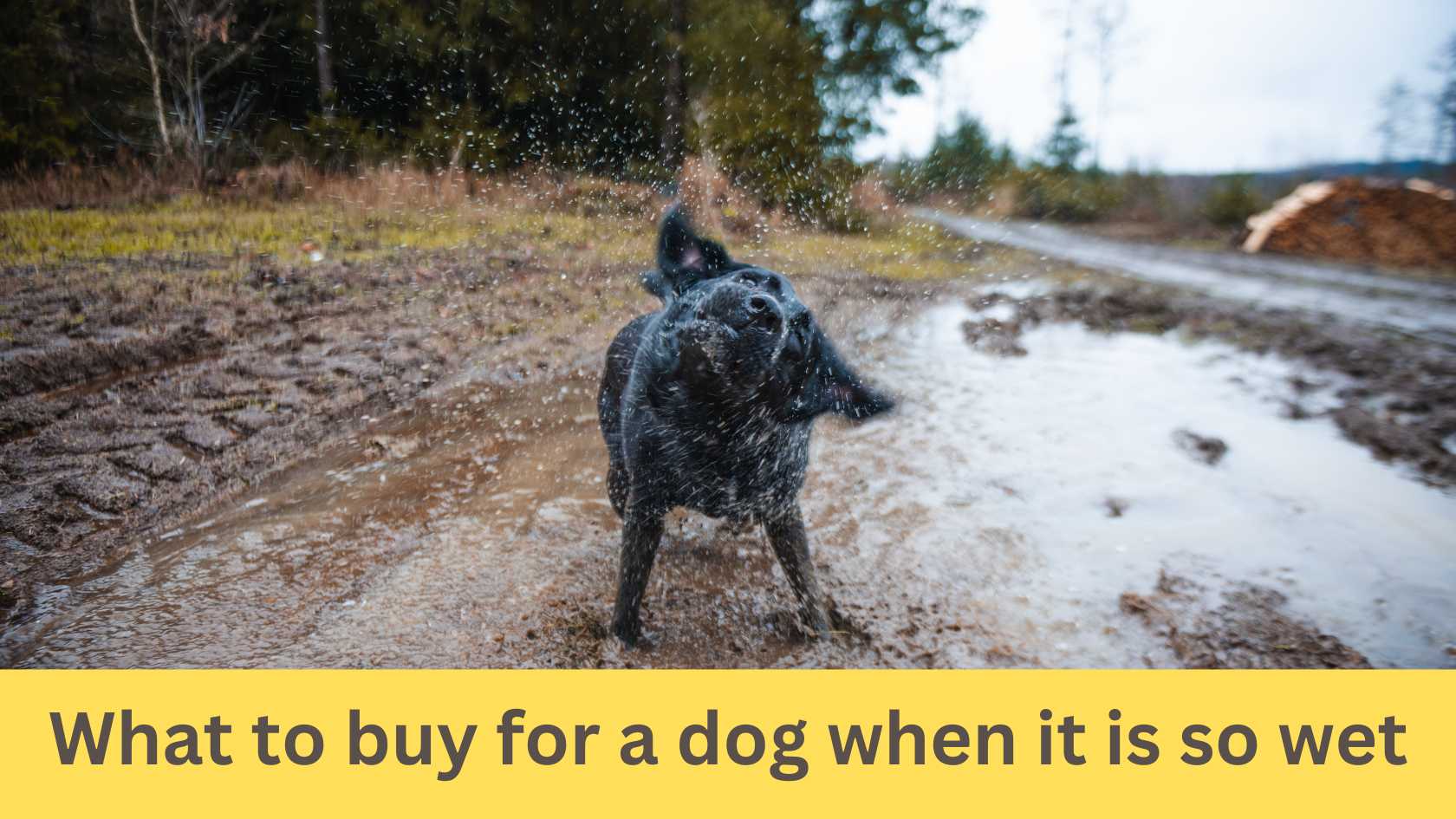 What to buy for a dog when it is so wet